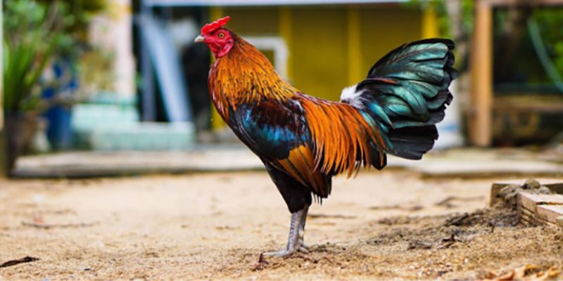 Kinh nghiệm chọn gà dựa trên màu mạng